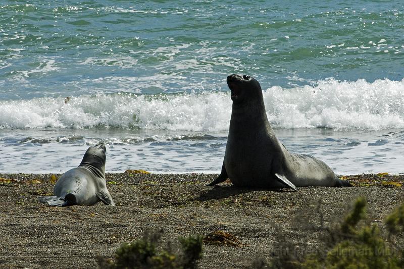 20071209 103519 D2X (1) 4200x2800.jpg - Sea Lions, Puerto Madryn